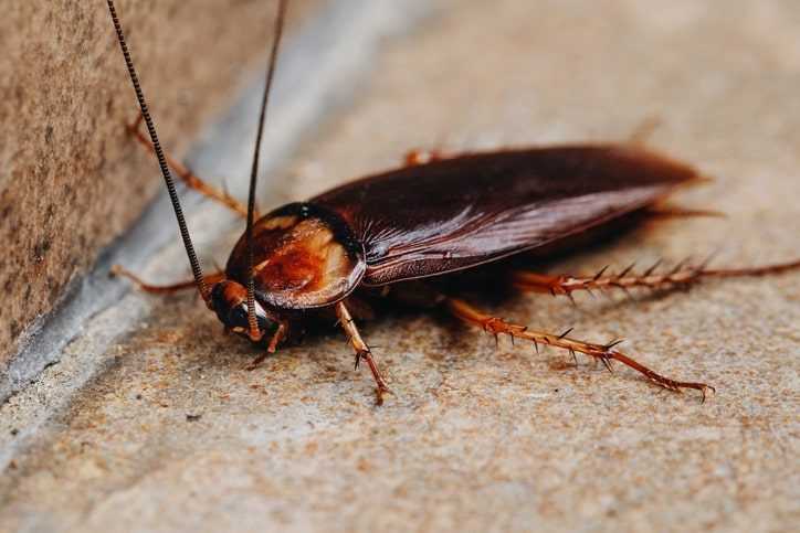 Cockroach found trapped inside vagina