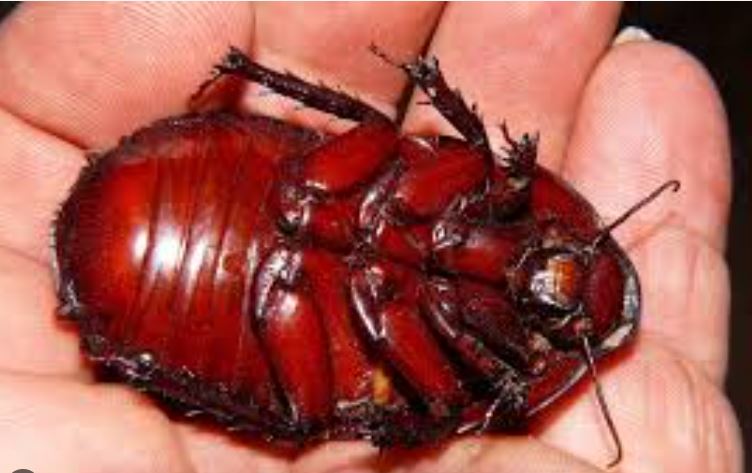 Cockroach found trapped inside vagina