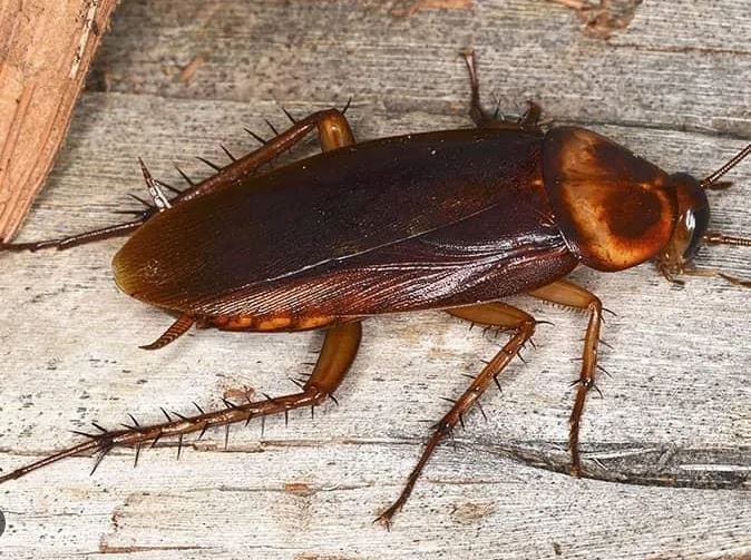 Cockroach found trapped inside vagina