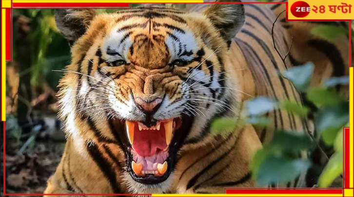 Uttar Pradesh: খোলা মাঠে প্রাতঃকৃত্য সারতে গিয়ে বিপদ! খুবলে নিল বাঘ... Uttar Pradesh: খোলা মাঠে প্রাতঃকৃত্য সারতে গিয়ে বিপদ! খুবলে নিল বাঘ...