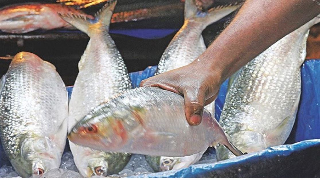 Bangladesh|Hilsa:&#039;ইলিশ মাছ পূজার সঙ্গে সম্পর্ক নয়&#039;!