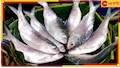 Bangladesh|Hilsa:'ইলিশ মাছ পূজার সঙ্গে সম্পর্ক নয়'!