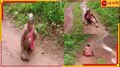 Shocking Video: চলতে অক্ষম, ২ কিমি হামা দিয়েই পেনশন আনেন ৮০ বছরের বৃদ্ধা...  