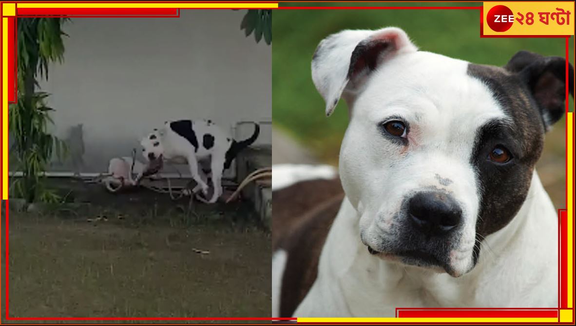 Pit Bull Cobra fight: কিং কোবরার সঙ্গে পিটবুলের তীব্র লড়াই! হিংস্র কুকুরের বীরত্বেই বাঁচল বাড়ির বাচ্চারা... Pit Bull Cobra fight: কিং কোবরার সঙ্গে পিটবুলের তীব্র লড়াই! হিংস্র কুকুরের বীরত্বেই বাঁচল বাড়ির বাচ্চারা...