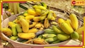 Cocaine in Banana: পাকা কলার ঝুড়িতে ৬৫ কোটির চাষ, কোকেন কেনার হিড়িকে ফিরছে ভাগ্য!