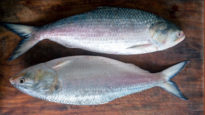 Bangladeshi Ilish 