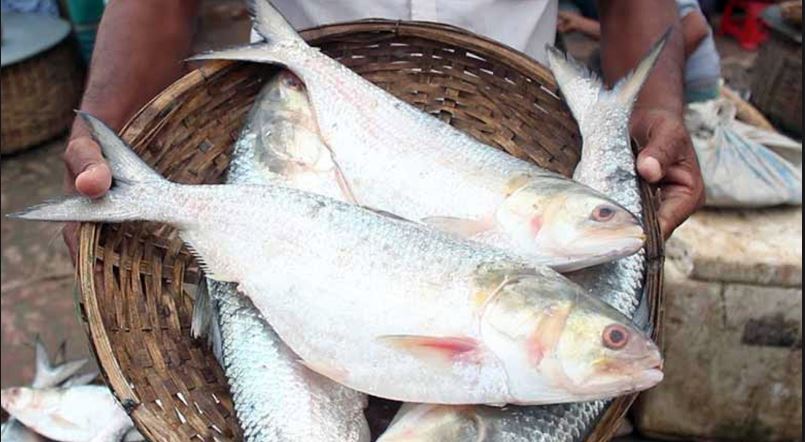 Bangladeshi Ilish 