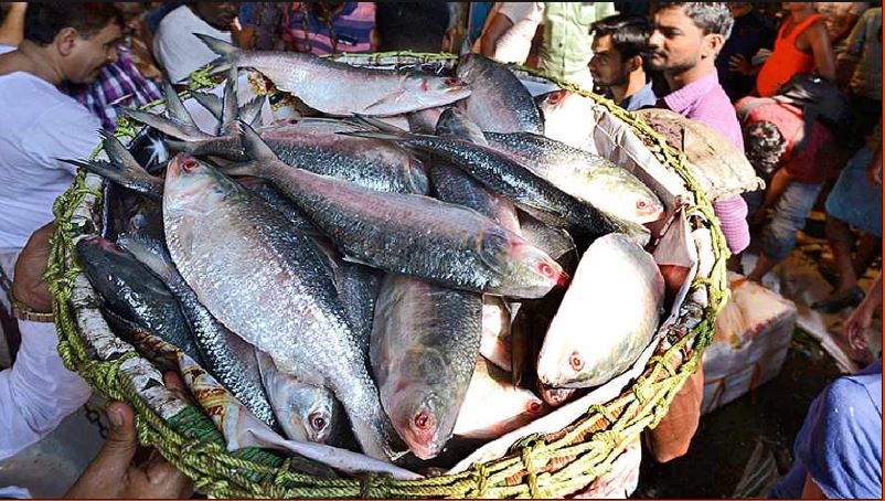 Bangladeshi Ilish 