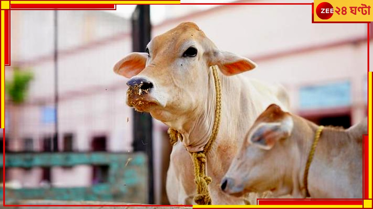 Cow| Maharashtra: বাজার খারাপ, ভোটের মুখে মহারাষ্ট্রের &#039;মা&#039; হলেন গোরু