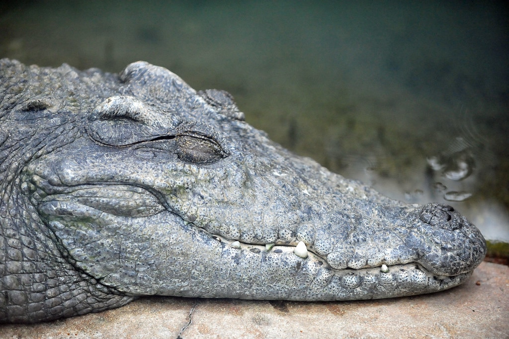 Siamese Crocodile