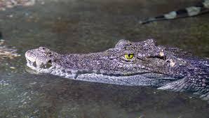 Siamese Crocodile