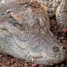 Siamese Crocodile