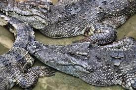 Siamese Crocodile