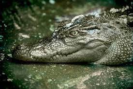 Siamese Crocodile