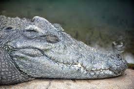 Siamese Crocodile