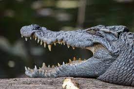 Siamese Crocodile