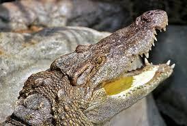 Siamese Crocodile