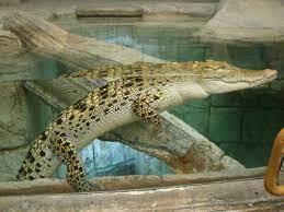 Siamese Crocodile