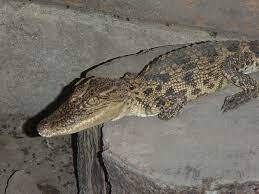 Siamese Crocodile