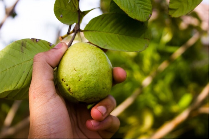 Benefits of guava