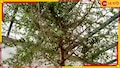 Biblical Tree Resurrected: অসাধ্যসাধন! হাজার বছর পুরনো বীজ থেকে মাথা তুলল বাইবেলের সময়কার গাছ