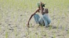 ক্ষেতের ক্ষতি