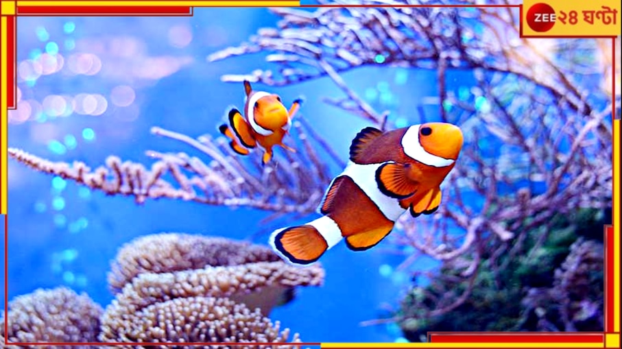 Unknown facts: চোখ তো খোলাই থাকে, জলের নিচে মাছেরা কি ঘুমায়? 