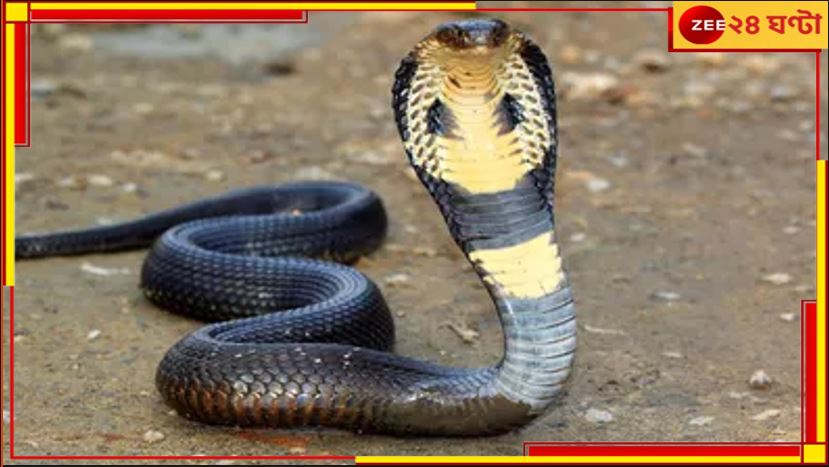 6 Feet Cobra: ৬ ফুটের কেউটের কামড় খেয়েও &#039;তরতাজা&#039;! জ্যান্ত সাপ ধরেই হাসপাতালে এসে হইচই কাণ্ড বৃদ্ধের...