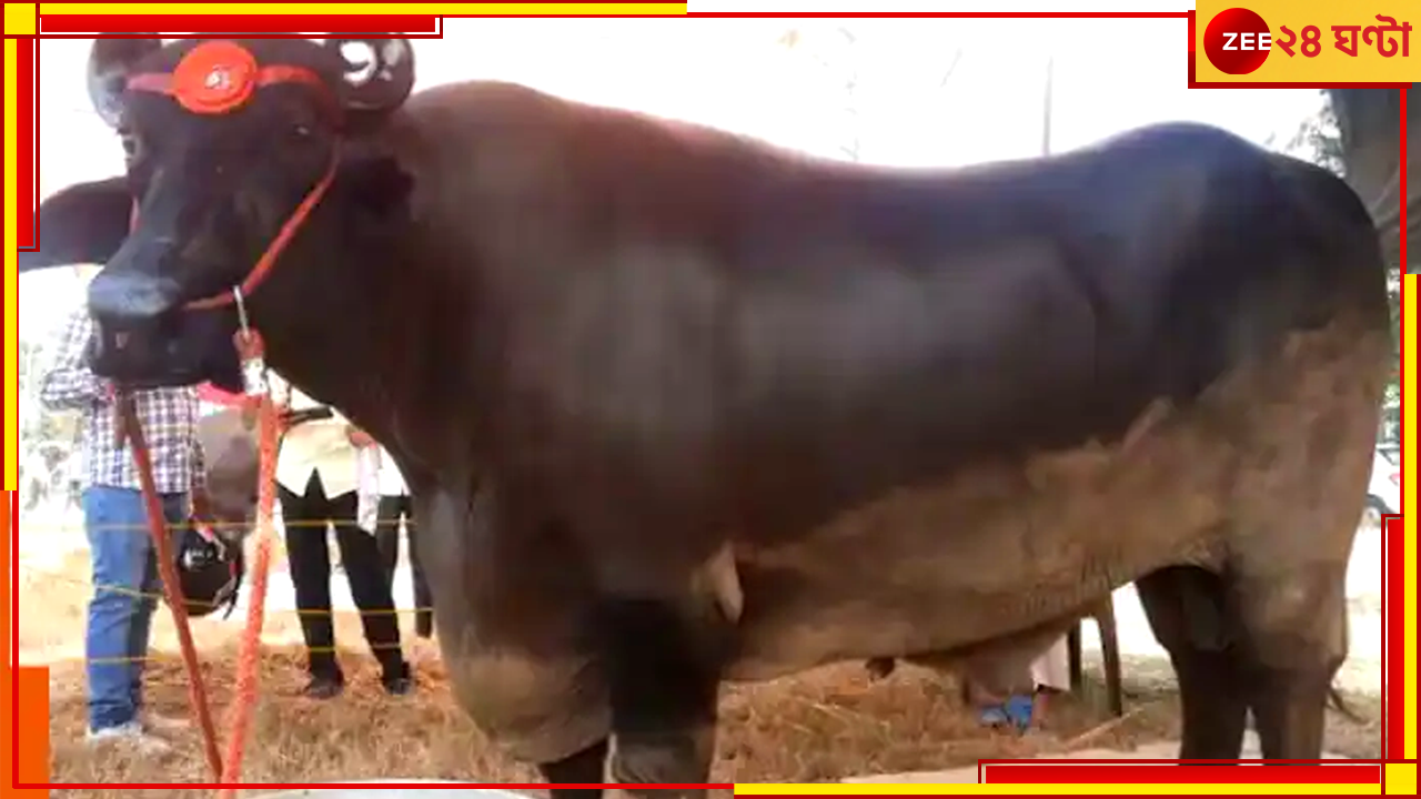Indias costliest buffalo: এই মোষটির দাম ১০টি মার্সিডিজ বেঞ্জের সমান, কেন এত দামী প্রাণীটি শুনলে অবাক হবেন... Indias costliest buffalo: এই মোষটির দাম ১০টি মার্সিডিজ বেঞ্জের সমান, কেন এত দামী প্রাণীটি শুনলে অবাক হবেন...