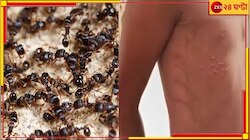 ইয়ার্কি করার শাস্তি! হাত-পা বেঁধে পিঁপড়ের চাকে ফেলে দিল ৫ বছরের শিশুকে... 