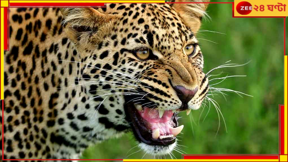 Jalpaiguri: বাড়ির উঠোন থেকে টেনে নিয়ে গেল চিতাবাঘ! নাবালিকার মৃত্যুতে হাহাকার... Jalpaiguri: বাড়ির উঠোন থেকে টেনে নিয়ে গেল চিতাবাঘ! নাবালিকার মৃত্যুতে হাহাকার...