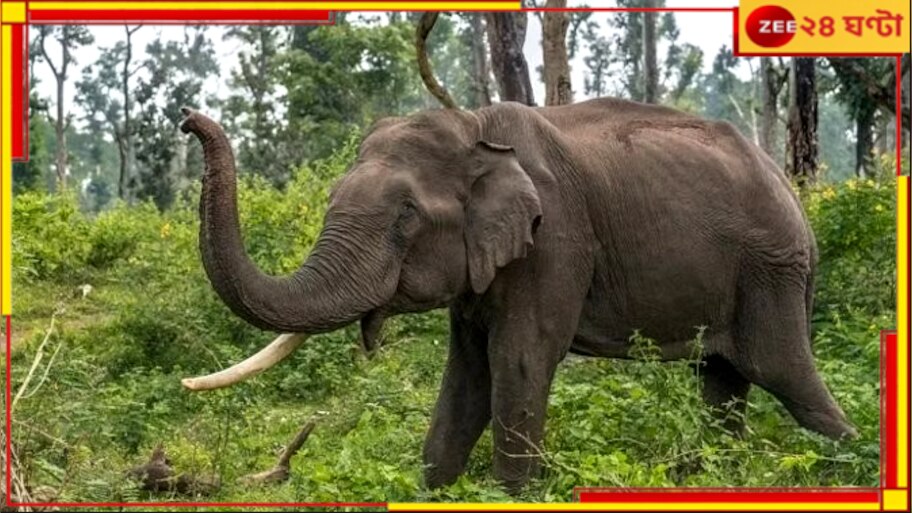Jalpaiguri: হাতির তাণ্ডবে নাজেহাল! ফসল বাঁচাতে এবার 'রাতদখল' কৃষকদের...