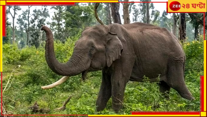 Jalpaiguri: হাতির তাণ্ডবে নাজেহাল! ফসল বাঁচাতে এবার 'রাতদখল' কৃষকদের... Jalpaiguri: হাতির তাণ্ডবে নাজেহাল! ফসল বাঁচাতে এবার 'রাতদখল' কৃষকদের...