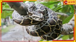 ভয়ংকর! শান্তিতে ধান কাটতে-কাটতে কৃষকেরা দেখলেন জমিতে এক বিশাল অজগর...
