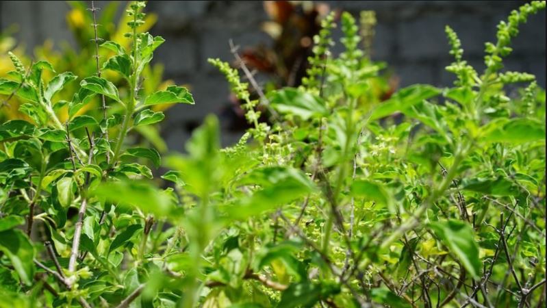 Tulsi tree