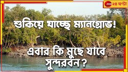 মৃত্যুর মুখে সুন্দরবনের রক্ষাকবচ! শুকিয়ে যাচ্ছে ম্যানগ্রোভ...
