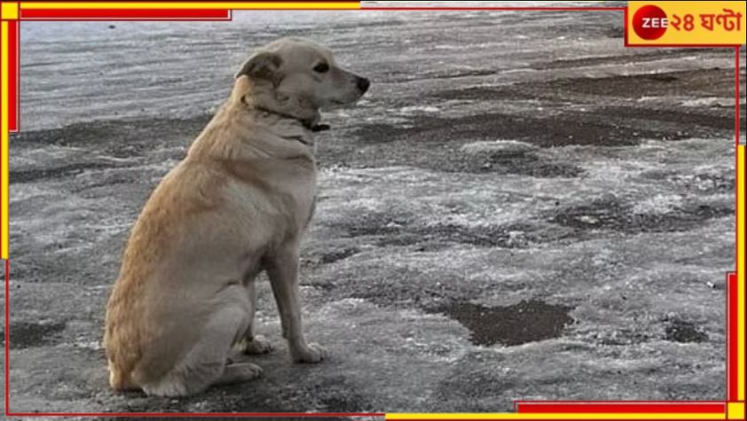 Russia: মৃত প্রভুর অপেক্ষায় পোষ্য! ৪ দিন ধরে বরফের উপরই... Russia: মৃত প্রভুর অপেক্ষায় পোষ্য! ৪ দিন ধরে বরফের উপরই...