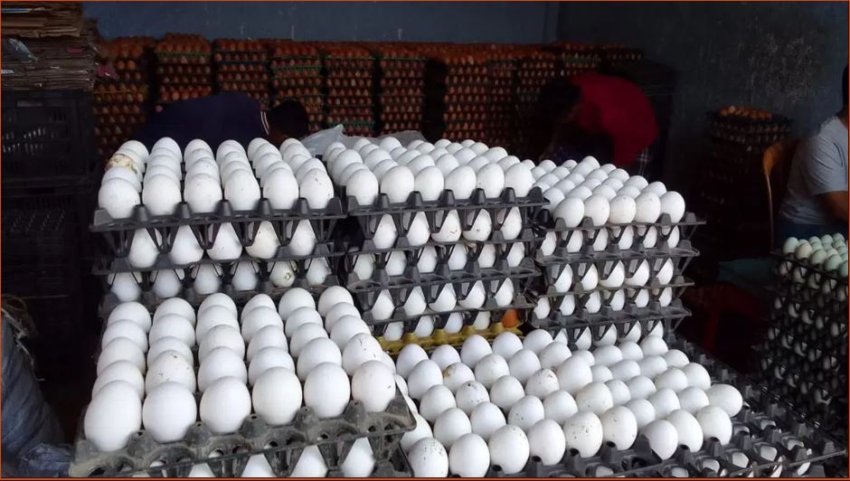 egg price west bengal 