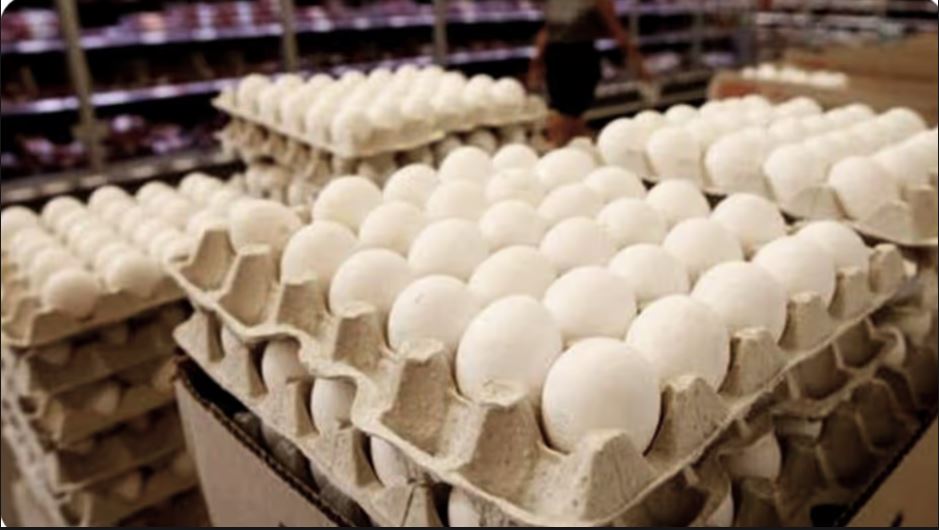 egg price west bengal 