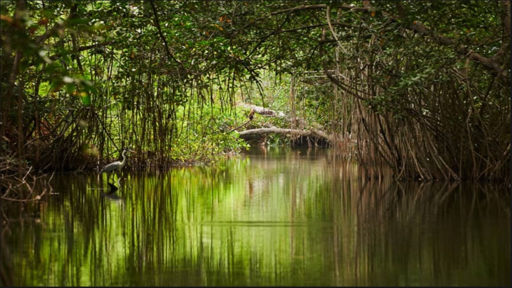 Sundarban