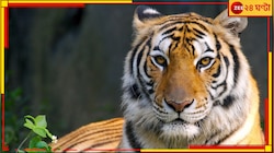 ভয়ংকর! সুন্দরী 'জিনাত' কি ঢুকে পড়েছে ঝাড়গ্রামে? বেলপাহাড়িতে? 