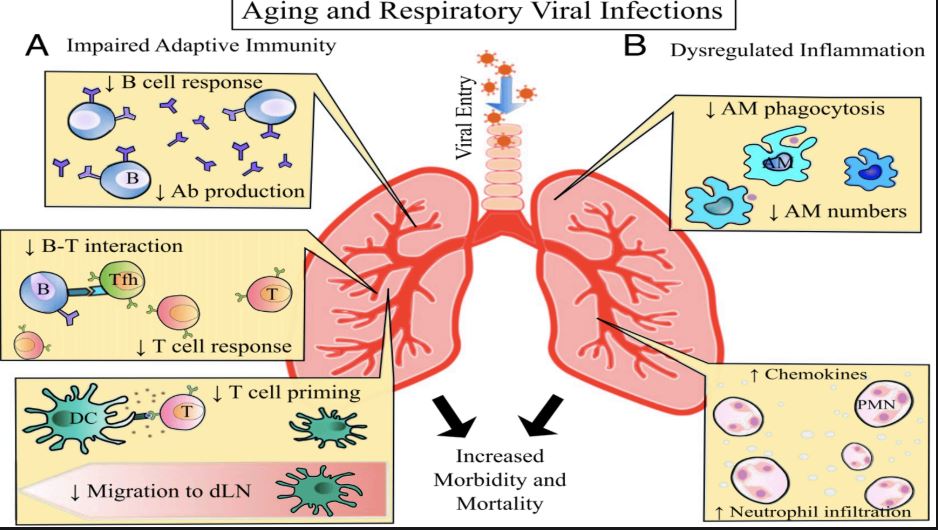 Rapid aging Virus