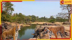 আতঙ্কের ঝাড়গ্রামে জিনাতের পরে যমুনা! জোড়া বাঘের আতঙ্কে কাঁপছে বেলপাহাড়ি...