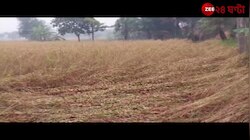 Kultali | অসময়ের বৃষ্টিতে ধান চাষে ক্ষতি, মাথায় হাত কৃষকদের | Zee 24 Ghanta