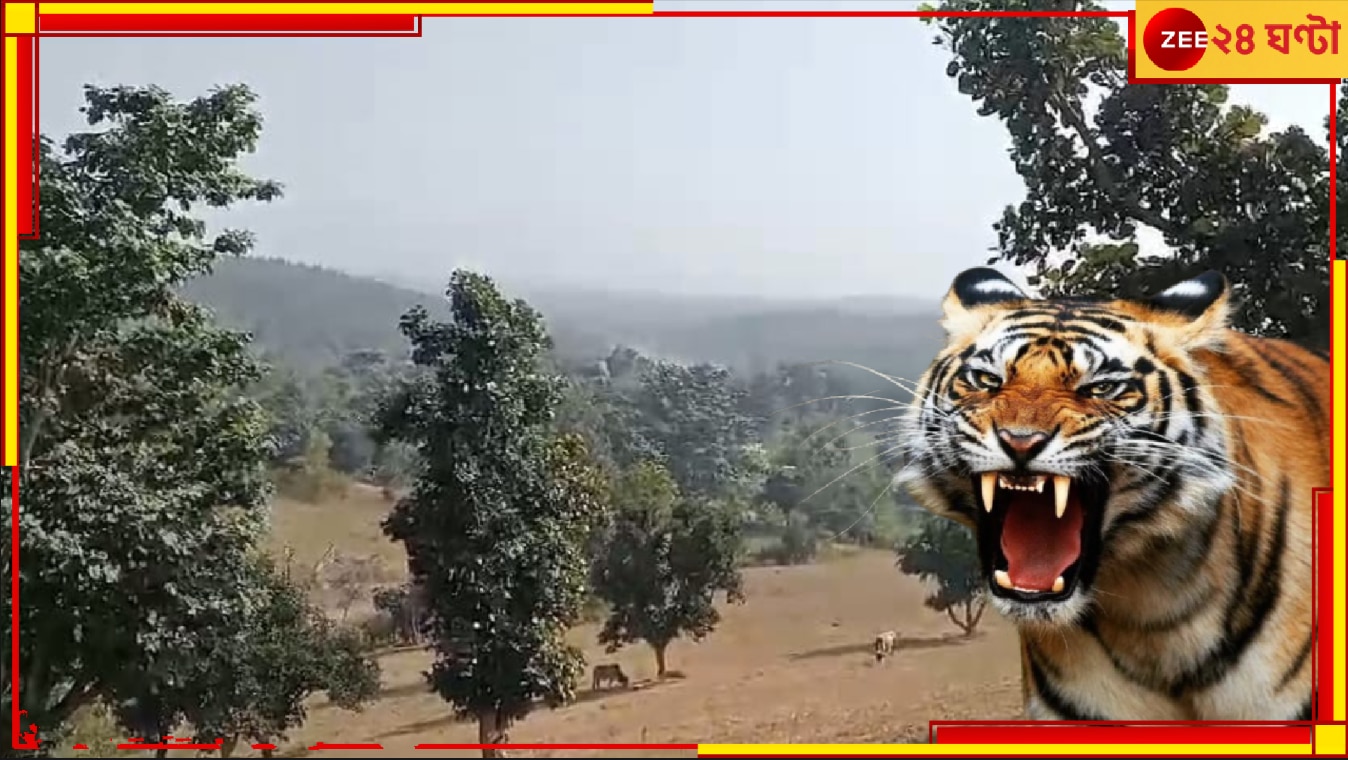 Tiger in Purulia: ঝাড়গ্রামের পরে এবার আতঙ্কের পুরুলিয়া! বাঘ ঘুরে বেড়াচ্ছে বান্দোয়ানের জঙ্গলে, যে কোনও মুহূর্তেই...