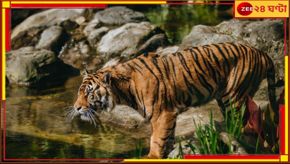 Royal Bengal Tiger: চলছে বাঘিনী বন্দি খেলা! যমুনাকে ধরতে নাজেহাল, তাহলে কি জেলা বদল? 