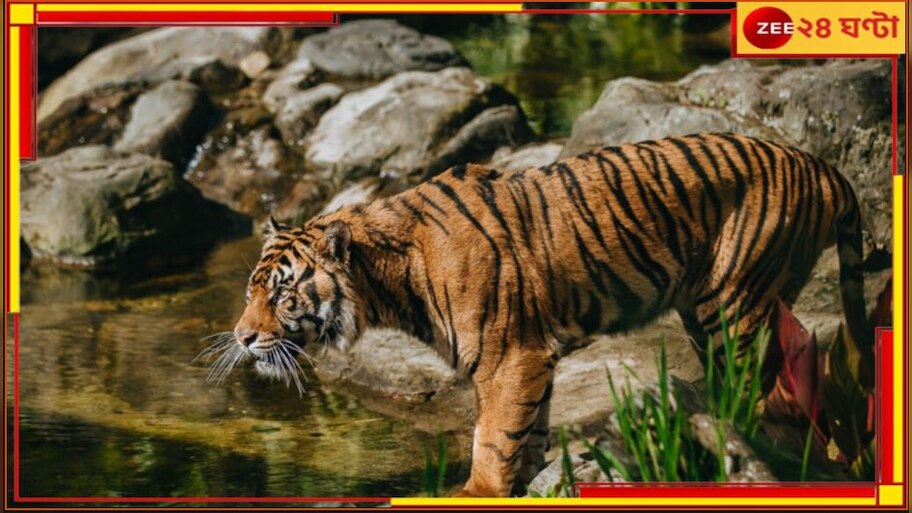 Royal Bengal Tiger: চলছে বাঘিনী বন্দি খেলা! যমুনাকে ধরতে নাজেহাল, তাহলে কি জেলা বদল? 