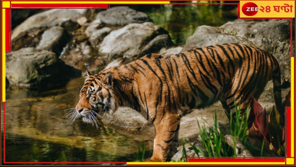 Royal Bengal Tiger: চলছে বাঘিনী বন্দি খেলা! যমুনাকে ধরতে নাজেহাল, তাহলে কি জেলা বদল? Royal Bengal Tiger: চলছে বাঘিনী বন্দি খেলা! যমুনাকে ধরতে নাজেহাল, তাহলে কি জেলা বদল?