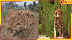 পুরুলিয়ার জঙ্গল দাপিয়ে বেড়াচ্ছে যমুনা! বাঘিনীকে ধরতে কালঘাম ছুটছে বন দফতরের...
