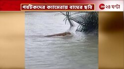 Sundarban Tiger | সুন্দরবনে মিলল বাঘের দেখা,বেড়াতে গিয়ে বাঘ দেখে উচ্ছ্বসিত পর্যটকরা   | Zee 24 Ghanta
